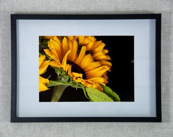 Macro Sunflower Photography Print, Edinburgh Flower Wall Art Home Décor