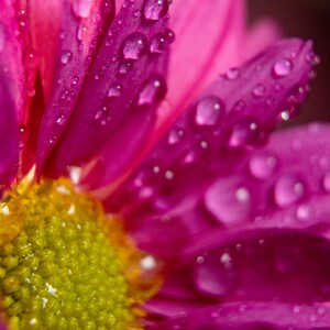 May include: A vibrant magenta chrysanthemum flower featuring a bright yellow-green center. The elongated petals are covered in numerous clear water droplets, creating a textured appearance across the surface of the flower head in this macro view.