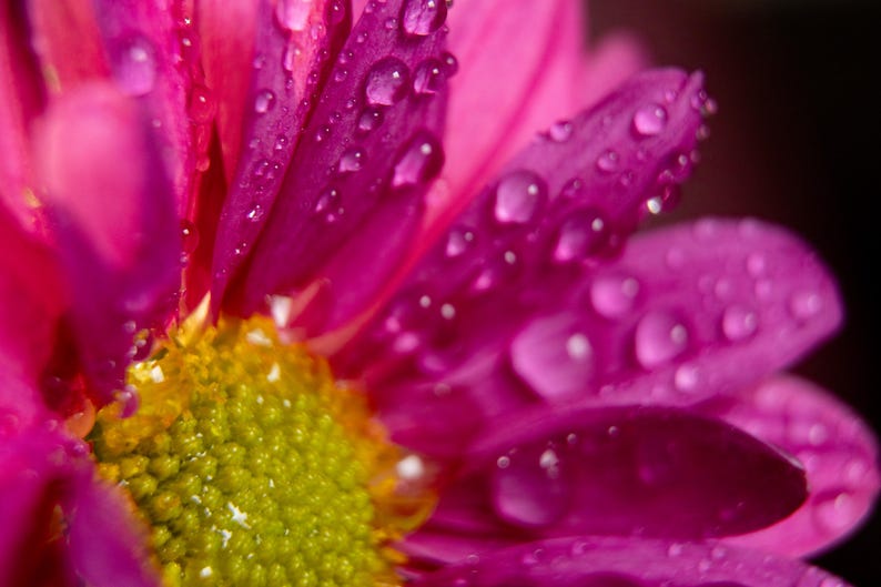 May include: A vibrant magenta chrysanthemum flower featuring a bright yellow-green center. The elongated petals are covered in numerous clear water droplets, creating a textured appearance across the surface of the flower head in this macro view.