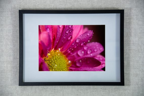 Pink gerbera photography, flower macro photo print, Edinburgh Flower Wall Art Home Decor