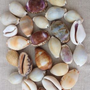 May include: A collection of various cowrie shells in shades of brown, cream, white, and purple. The shells feature smooth, glossy surfaces with natural patterns, spots, and elongated openings. Some shells are solid colours, while others have mottled markings.