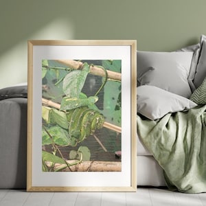 May include: A framed wall art print featuring a vibrant green snake coiled tightly around a thin wooden branch amidst lush green leaves. The artwork is encased in a light-coloured wooden frame, showcasing a detailed nature scene with a focus on the reptile.