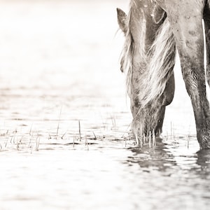 Wild Horse Wall Art - Horse Wall Art - Horse Photo - Equine Photo - Wild Horse Photography - North Carolina - Horse in Water - Black&White