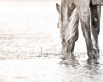 Wild Horse Wall Art - Horse Wall Art - Horse Photo - Equine Photo - Wild Horse Photography - North Carolina - Horse in Water - Black&White