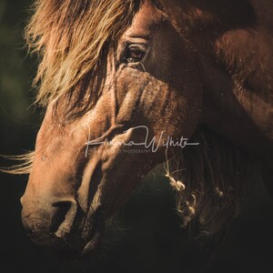 Wild Horse Wall Art,Horse Wall Art,Horse Photo,Equine Photo,Wild Horse Photography,Color Horse Photo,North Carolina,Horse Head Shot