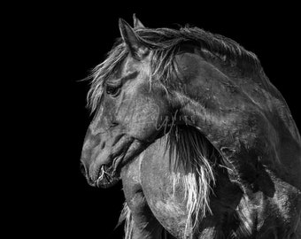 Wild Horse Wall Art - Horse Wall Art - Horse Photo - Equine Photo - Wild Horse Photography - Black & White - North Carolina - Horse Portrait