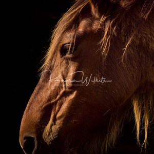 Wild Horse Wall Art - Wild Horse Photography - Horse Wall Art - Equine Wall Art - Horse Photo - North Carolina - Equine - Color