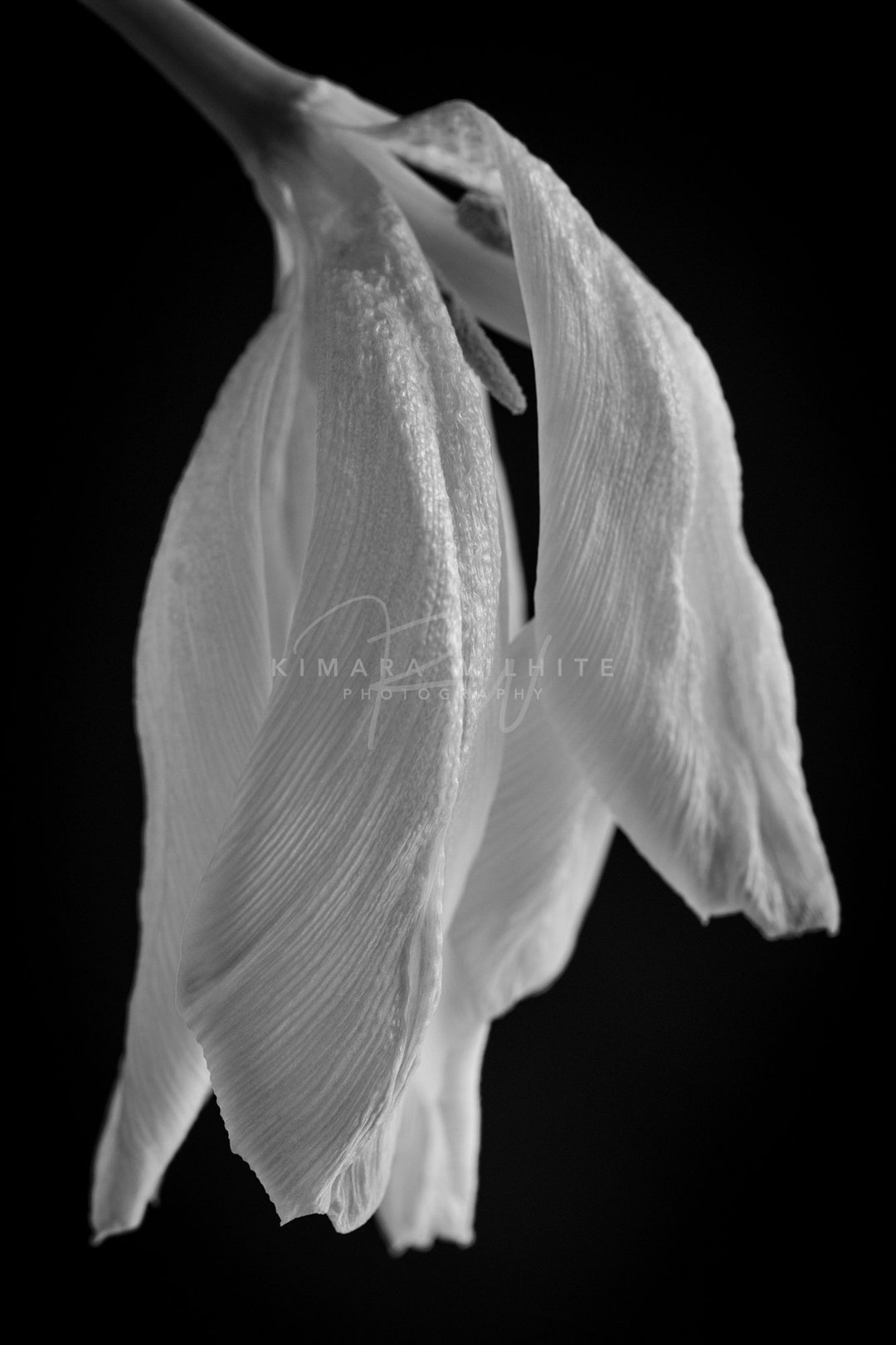 White Tulip Wall Art, Tulip Photo, Black and White Flower Art, Black