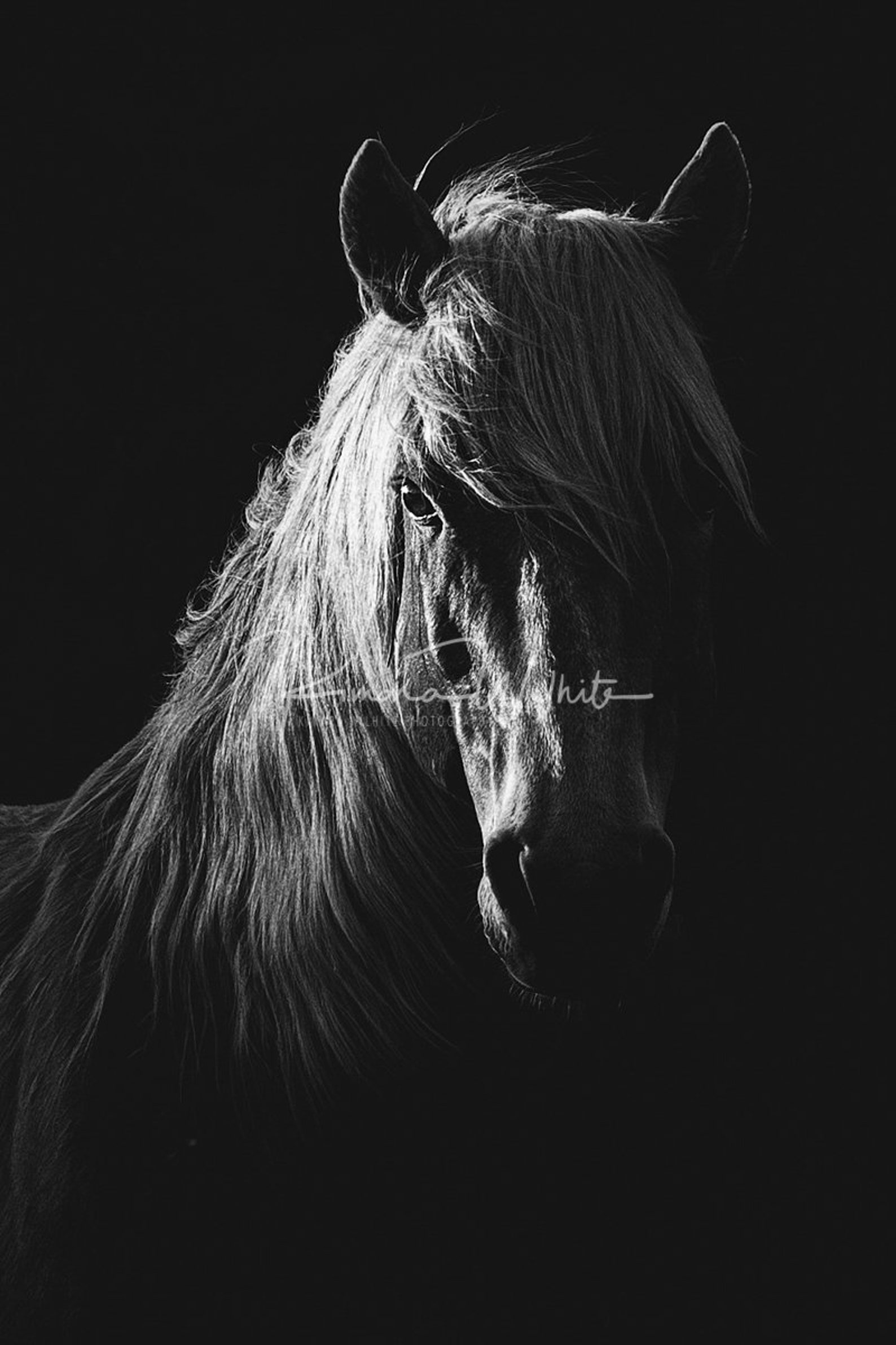 Wild Horse Wall Art Horse Wall Art Horse Photo Equine Photo Wild Horse