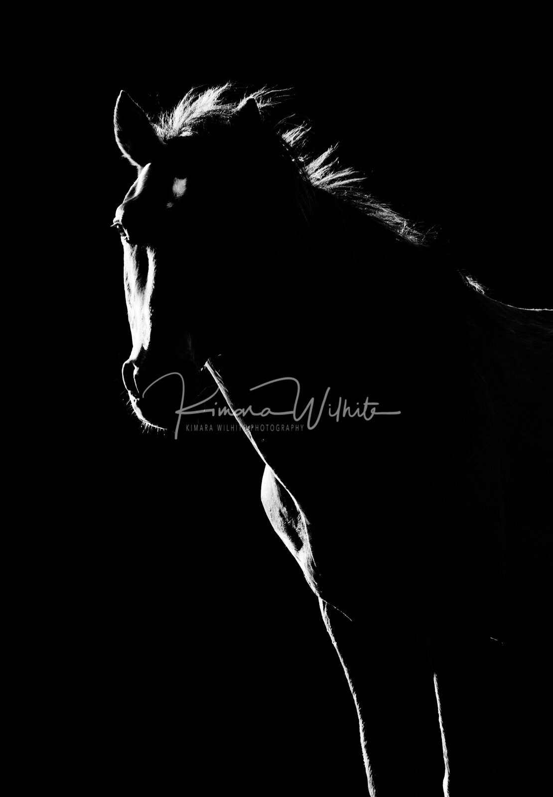 Wild Horse Wall Art Horse Wall Art Horse Photo Equine Etsy