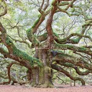 Tree Wall Art,Tree Photography,Color Tree Art,Angel Oak Tree,Live Oak Tree,South Carolina