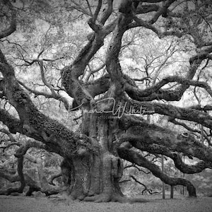 Tree Wall Art,Tree Photography,Black and White Tree Art,Angel Oak Tree,Live Oak Tree,South Carolina