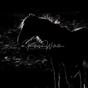 Wild Horse Wall Art - Horse Wall Art - Horse Photo - Equine Photo - Wild Horse Photography - Black & White - North Carolina - Horse Portrait
