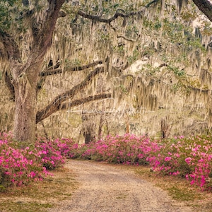 Tree Wall Art,Tree Photography,Color Tree Art,Live Oak Trees,Bonaventure Cemetary,Savannah,Georgia,Azaleas,Pink