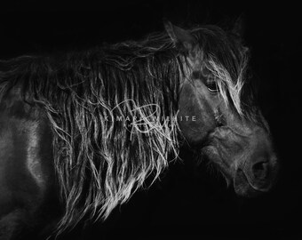 Wild Horse Wall Art,Horse Wall Art,Horse Photo,Equine Photo,Wild Horse Photography,Black & White,North Carolina,Horse Portrait