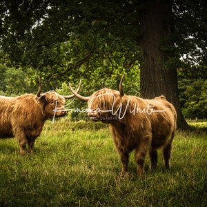 Highland Cow - Scotland - Scottish Cows - Scottish Cattle - Long Haired Cow - Highland Cattle