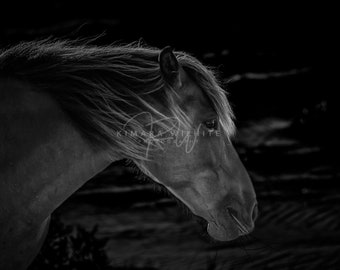 Wild Horse Wall Art - Horse Wall Art - Horse Photo - Equine Photo - Wild Horse Photography - Black & White - North Carolina - Horse Portrait