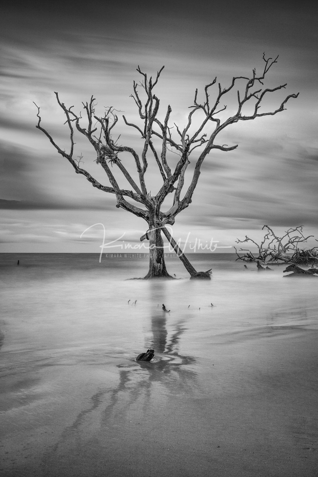 Seashore Wall Art,ocean Wall Art,tree Wall Art,hunting Island Boneyard
