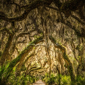 Tree Wall Art,Tree Photography,Color Tree Art,Live Oak Trees,Cumberland Island,Georgia,
