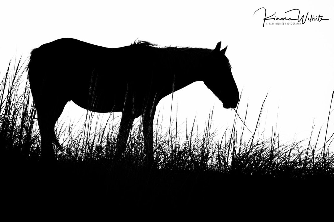 Wild Horse Wall Art,horse Wall Art,horse Photo,equine Photo,wild Horse