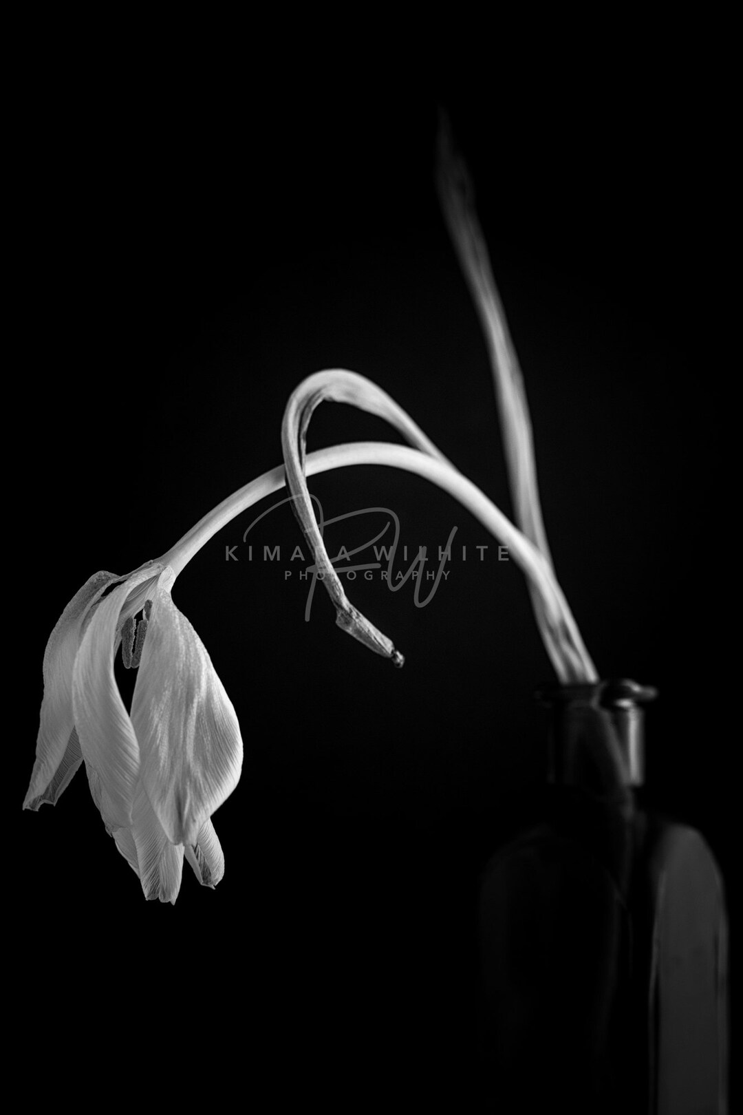 White Tulip Wall Art, Tulip Photo, Black and White Flower Art, Black