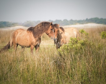 Wild Horse Wall Art - Horse Wall Art - Horse Photo - Equine Photo - Wild Horse Photography - Color - North Carolina - Horse Portrait