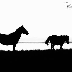 Wild Horse Wall Art,Horse Wall Art,Horse Photo,Equine Photo,Wild Horse Photography,Black & White,North Carolina,Horse Silhouette