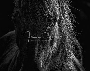 Wild Horse Wall Art - Horse Wall Art - Horse Photo - Equine Photo - Wild Horse Photography - Black & White - North Carolina - Horse Portrait