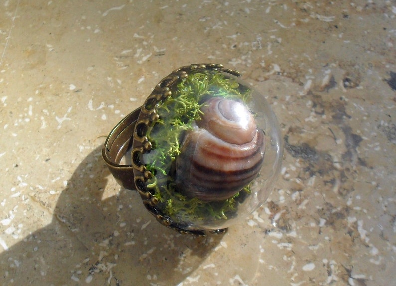REAL MOSS Ring Snail Shell TERRARIUM Ring Terrarium Etsy