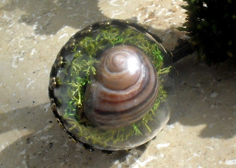REAL MOSS Ring Snail Shell TERRARIUM Ring Terrarium Etsy