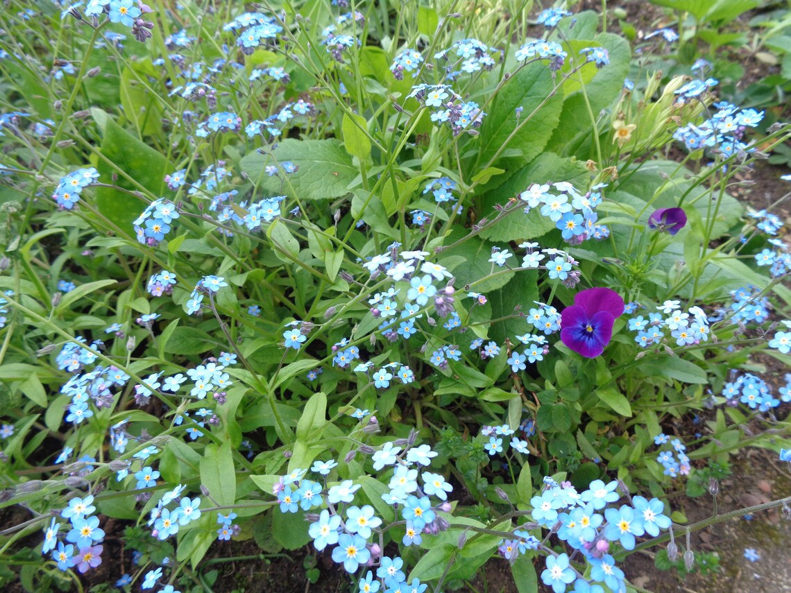 Necklace Medallion Rosegold Angel Wing Real Etsy