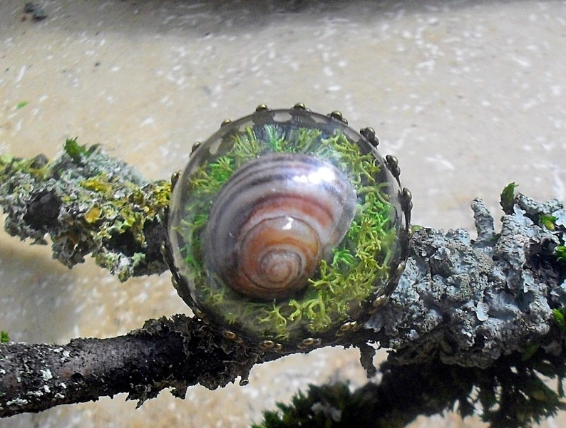 REAL MOSS Ring Snail Shell TERRARIUM Ring Terrarium Etsy