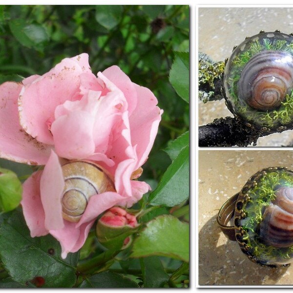 Terrarium Ring echter Moosring mit Schneckenhaus mit echtem Moos Glasring Bronze  Geschenk für Frauen