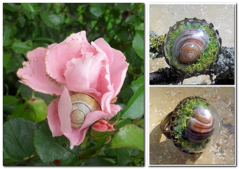 REAL MOSS Ring Snail Shell TERRARIUM Ring Terrarium Etsy