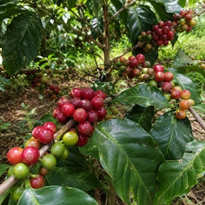 May include: A coffee plant branch featuring clusters of ripening coffee cherries in various shades of red, orange, and green. The cherries are attached to woody stems surrounded by large, glossy, dark green leaves. A circular logo is visible.