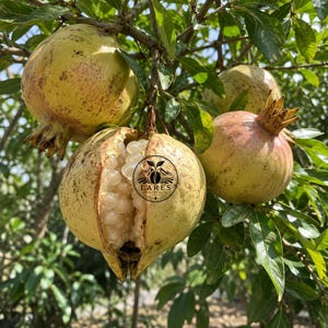 Può includere: Un grappolo di melograni appesi a un ramo d'albero con foglie verdi. Un melograno è spaccato, rivelando arilli bianchi traslucidi all'interno. Un logo circolare con il testo LARES ARTIFACT è stampato sul frutto spaccato.