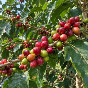 Könnte beinhalten: Ein Kaffeepflanzenzweig voller reifender Kaffeekirschen, die von Grün zu leuchtendem Rot wechseln, eingebettet zwischen dunkelgrünen, glänzenden, ovalen Blättern. Ein kreisförmiges Logo mit dem Text LARES ist zu sehen.