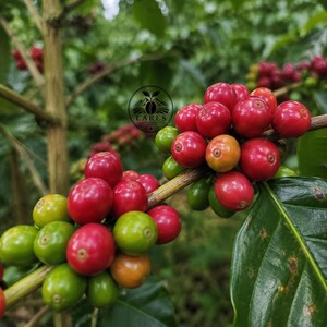 以下が含まれることがあります： 枝についたコーヒーチェリーの房で、鮮やかな赤と緑の果実が混ざり合っています。丸い果実は木質の茎についており、一部はオレンジ色に変化しています。LARESという文字が入った円形のロゴが見えます。
