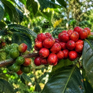Könnte beinhalten: Ein Kaffeepflanzenzweig mit einer Ansammlung reifer, leuchtend roter Kaffeekirschen neben einer kleineren Gruppe unreifer, grüner Kaffeekirschen. Ein kreisförmiges schwarzes Logo mit dem Text LARES ARTIFACT ist über den roten Kaffeekirschen zentriert.