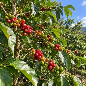 Könnte beinhalten: Eine Kaffeepflanze mit Trauben reifender Kaffeekirschen, die von Grün zu leuchtendem Rot wechseln, an holzigen Zweigen mit grünen Blättern. Ein kreisförmiges schwarzes Logo mit dem Text LARES ist über dem Laub vor blauem Himmel zentriert.
