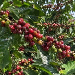 Peut inclure: Une branche de caféier chargée de grappes de cerises de café en cours de maturation, passant du vert au rouge profond. Les feuilles vert foncé brillantes servent de toile de fond aux fruits, densément regroupés sur les tiges ligneuses.