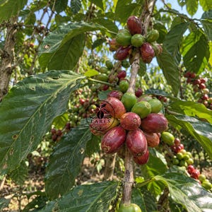 May include: A coffee plant branch laden with clusters of ripening coffee cherries in varying shades of red and green, surrounded by large, pointed, dark green leaves. A circular logo with the text LARES is visible on the central fruit cluster.