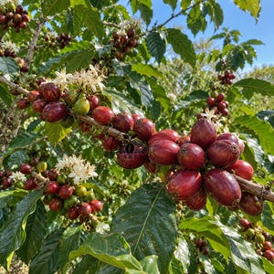 May include: A coffee plant branch featuring clusters of deep red coffee cherries and small white flowers among glossy green leaves. A circular logo with the text LARES is superimposed over the centre of the branch, partially obscuring the fruit.