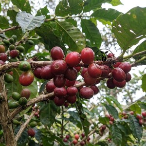Semillas de café CERTIFICADAS – Typica Java / Granos de café para plantar / Café de especialidad (Coffea sp.)