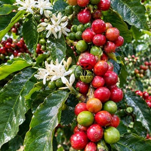 Puede incluir: Una rama de cafeto con racimos de cerezas de café rojas maduras, bayas verdes inmaduras y delicadas flores blancas en forma de estrella. Un logotipo circular con el texto LARES es visible en el tallo central.