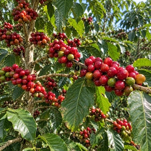 Könnte beinhalten: Eine Kaffeepflanze mit zahlreichen Clustern reifender Kaffeekirschen an ihren Zweigen. Die Kirschen wechseln von Grün zu leuchtendem Rot, durchsetzt mit dunkelgrünen Blättern. Ein kreisförmiges Logo mit dem Text LARES ist sichtbar.