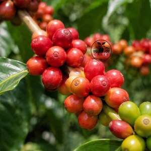 Könnte beinhalten: Eine Ansammlung von Kaffeekirschen an einem Zweig, die einen Übergang von Grün zu leuchtendem Rot zeigen. Die Kirschen sind rund und glatt, mit einem kreisförmigen Logo, das den Text LARES ARTIFACT über der Mitte der Fruchtgruppe trägt.