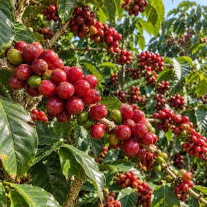Op de afbeelding: Een tak van een koffieplant vol trossen rijpe, felrode koffiebessen en enkele onrijpe groene bessen, afgewisseld met glanzende, donkergroene bladeren. Een cirkelvormig zwart logo met de tekst LARES is in het midden zichtbaar.