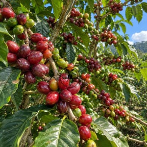 May include: A coffee plant branch laden with clusters of ripening coffee cherries in shades of deep red and bright green. The cherries are attached to woody stems surrounded by vibrant green leaves under a clear blue sky with a logo overlay.