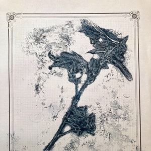 Herbier numero 20